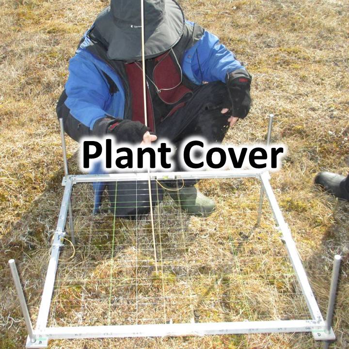 Plant Cover